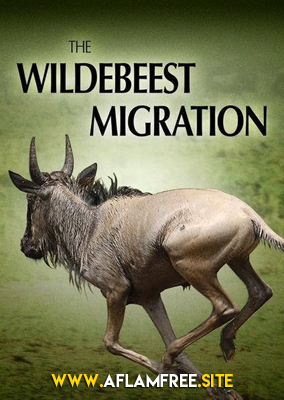 The Wildebeest Migration 2013