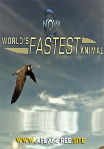 World’s Fastest Animal 2018